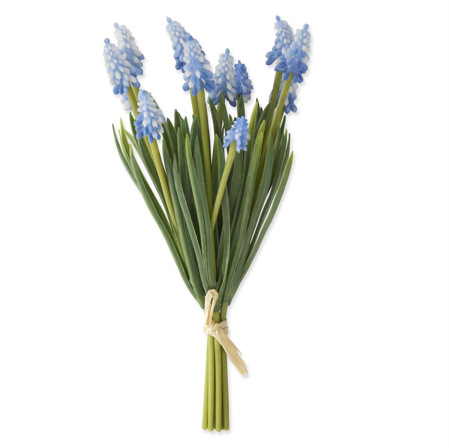 10.5 Inch Blue Grape Hyacinth Bundle