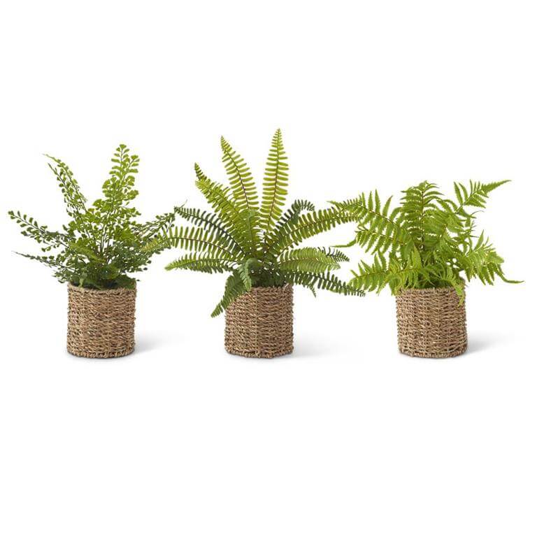 Green Fern in Round Woven Basket