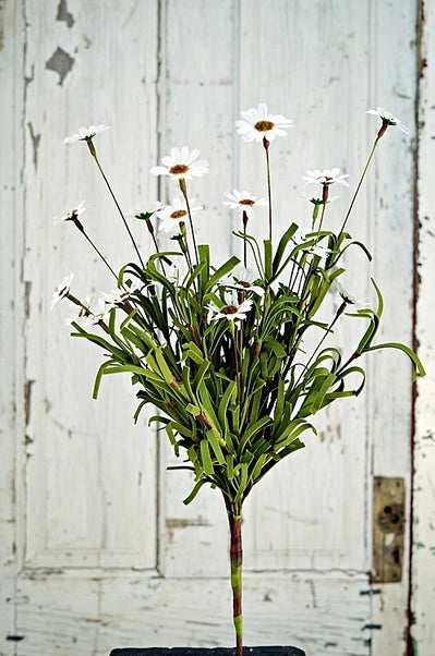 18 inch Mini Mountain Daisy Bush