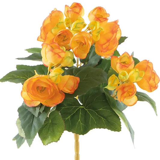 Begonia Flower Bush: 10 inch Orange